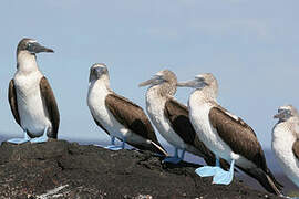 Blue-footed Booby