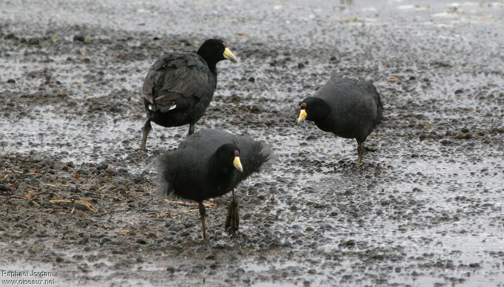 Andean Cootadult breeding, Behaviour