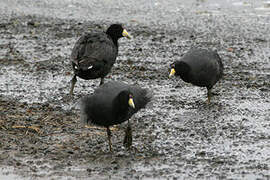 Andean Coot