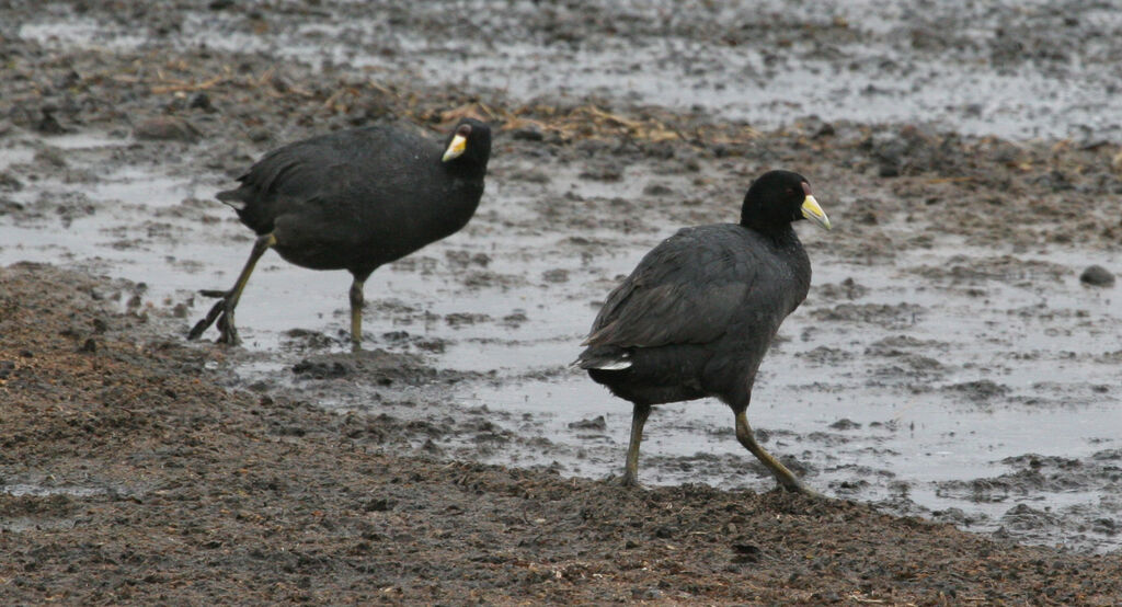 Andean Cootadult breeding