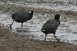 Andean Coot