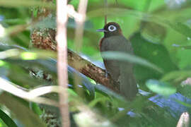 Chestnut-crested Antbird