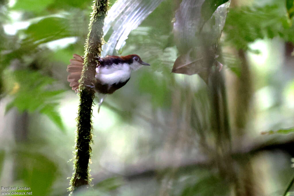 White-cheeked Antbird