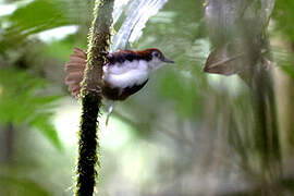 White-cheeked Antbird