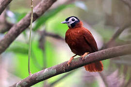 White-masked Antbird