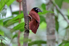 White-masked Antbird