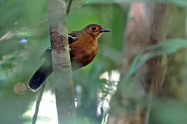 Reddish-winged Bare-eye