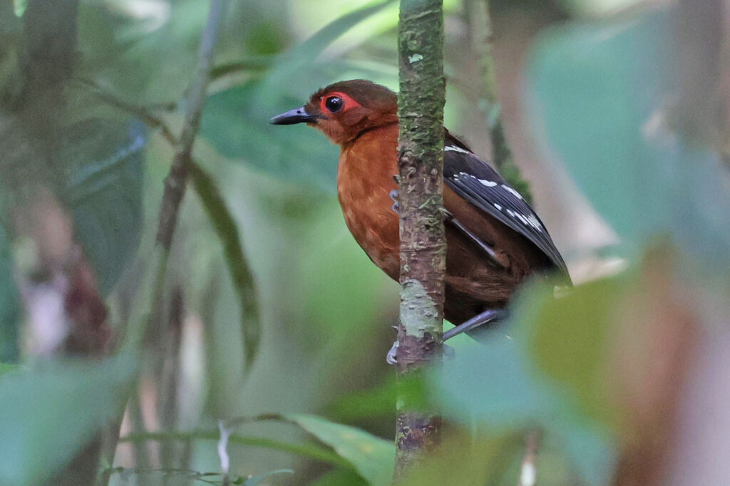 Reddish-winged Bare-eye female adult