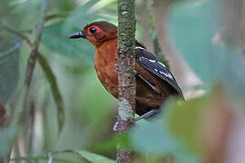 Reddish-winged Bare-eye