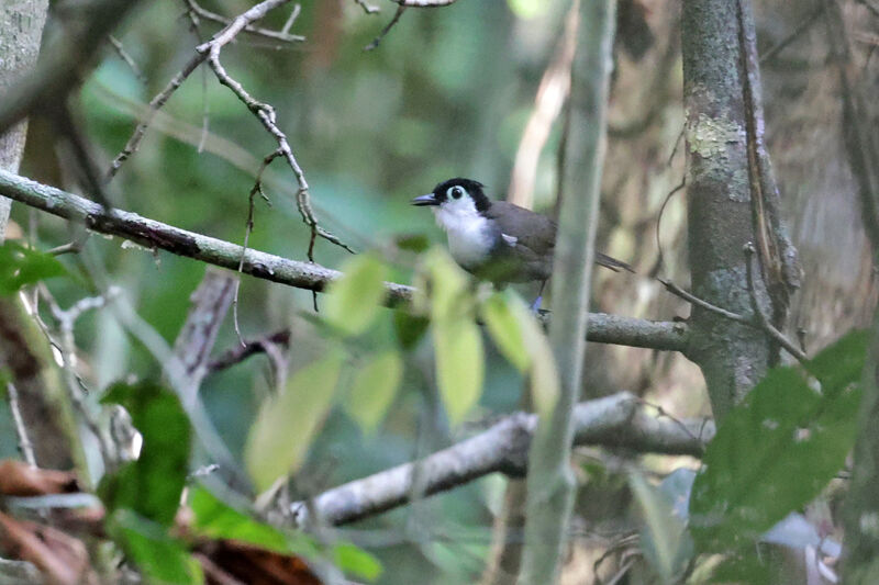 White-breasted Antbirdadult