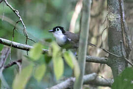White-breasted Antbird