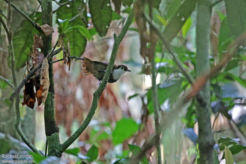 White-breasted Antbird female adult
