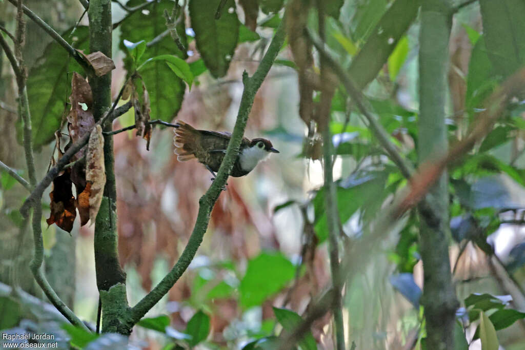 White-breasted Antbird female adult