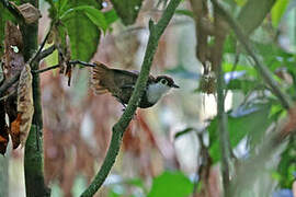 White-breasted Antbird