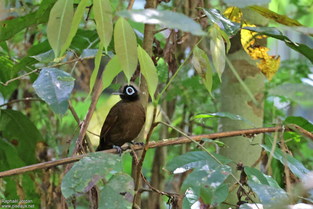 Hairy-crested Antbirdadult