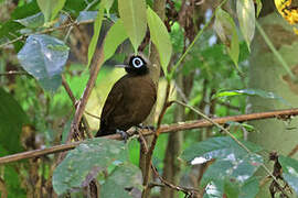 Hairy-crested Antbird