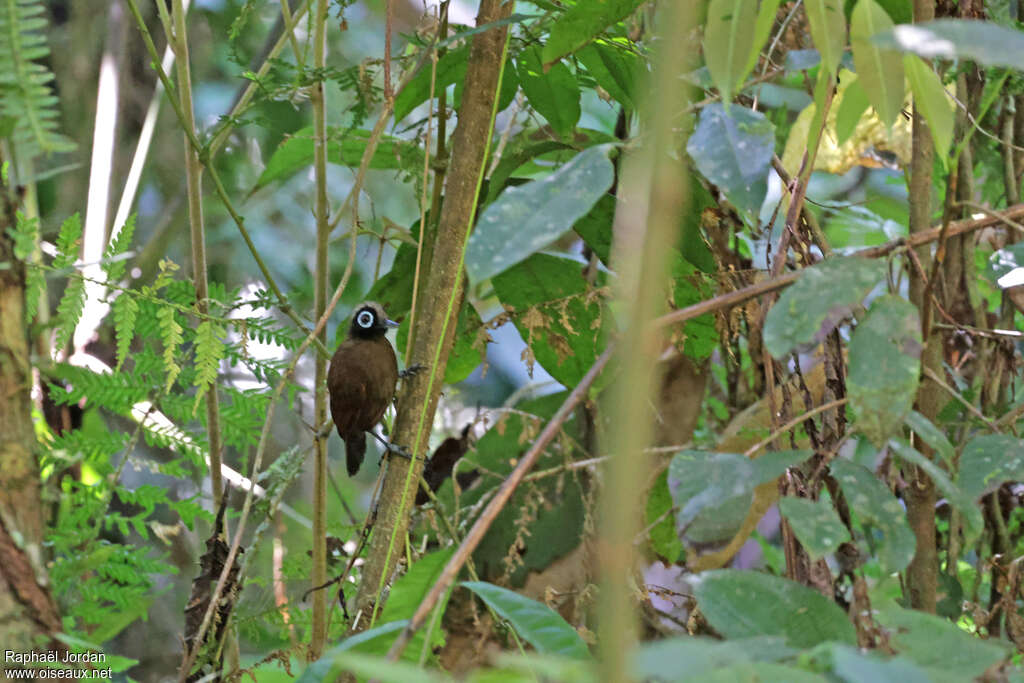 Hairy-crested Antbirdadult