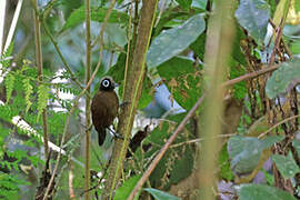 Hairy-crested Antbird