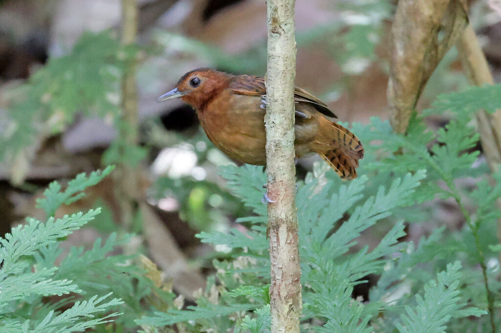 White-throated Antbird female adult