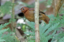 White-throated Antbird