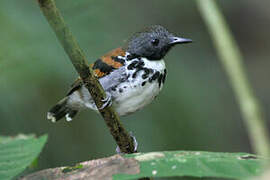 Spotted Antbird