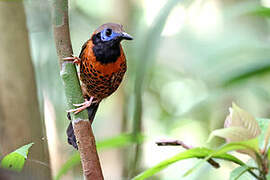 Ocellated Antbird
