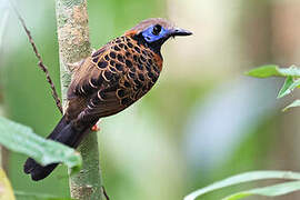 Ocellated Antbird