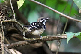 Dot-backed Antbird