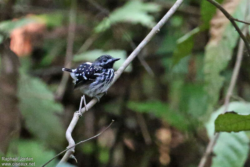 Dot-backed Antbird male adult, identification