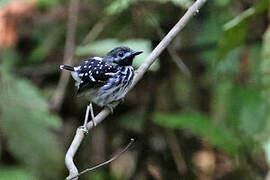 Dot-backed Antbird