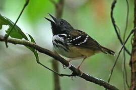 Spot-backed Antbird