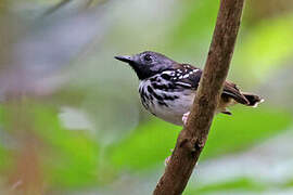 Spot-backed Antbird