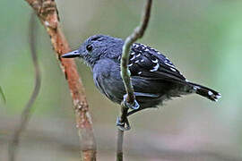 Common Scale-backed Antbird