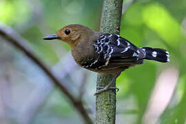 Common Scale-backed Antbird