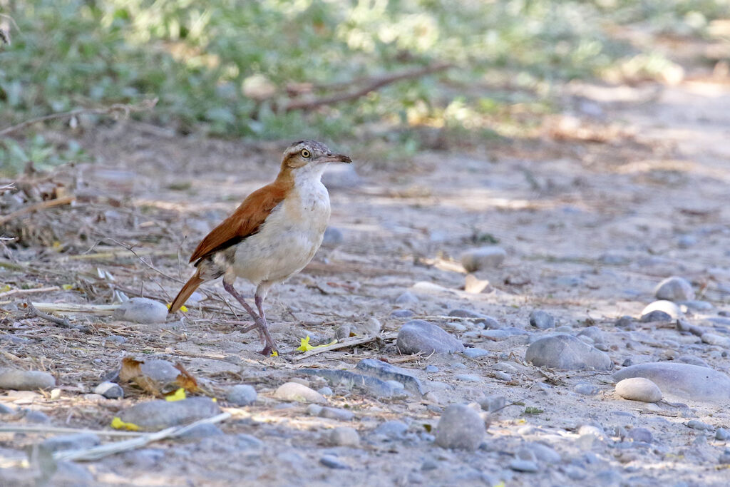 Pale-legged Horneroadult