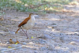 Pale-legged Hornero