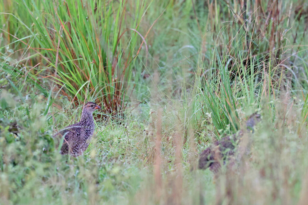 Heuglin's Spurfowl