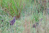 Francolin à bec jaune