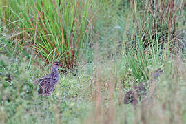 Heuglin's Spurfowl