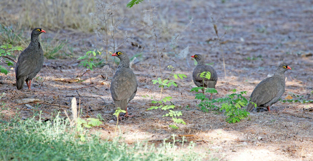 Red-billed Spurfowladult