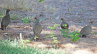 Francolin à bec rouge