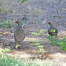 Francolin à bec rouge