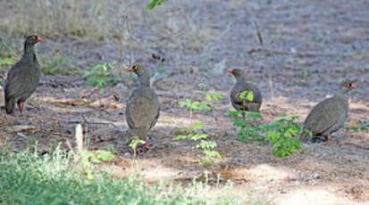 Francolin à bec rouge