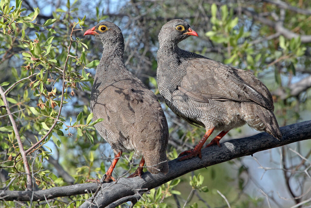 Red-billed Spurfowladult