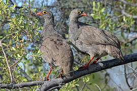 Red-billed Spurfowl