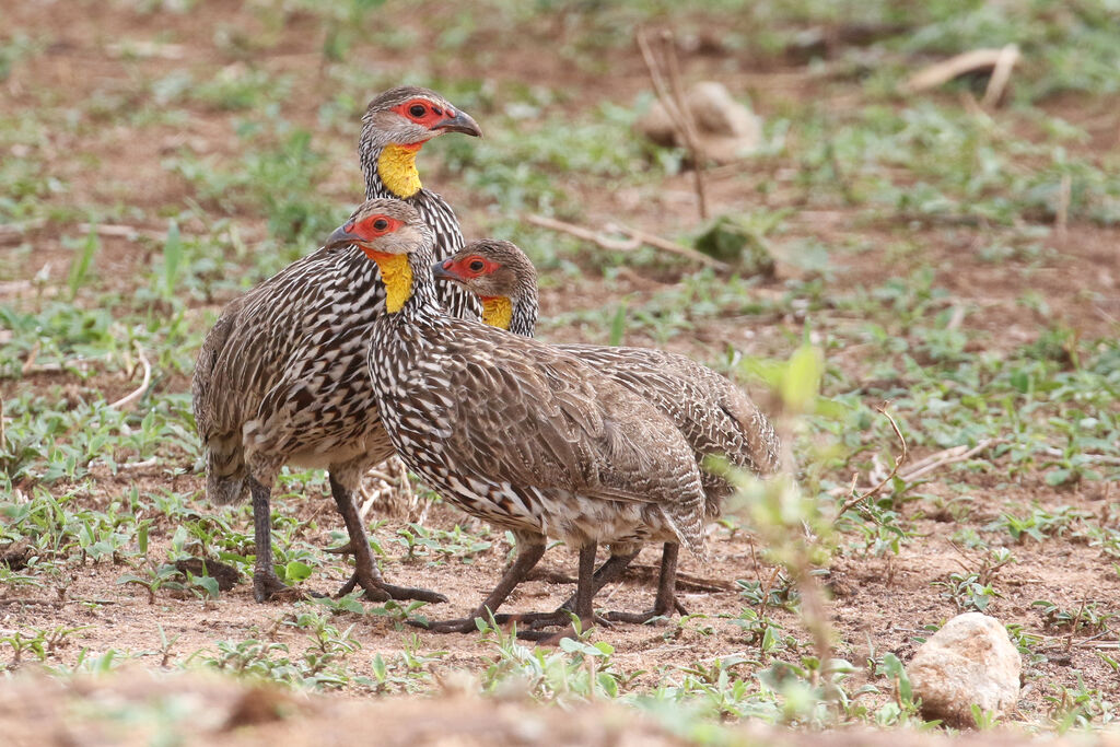 Francolin à cou jaune