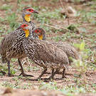 Francolin à cou jaune