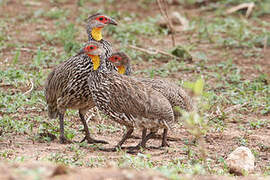 Francolin à cou jaune