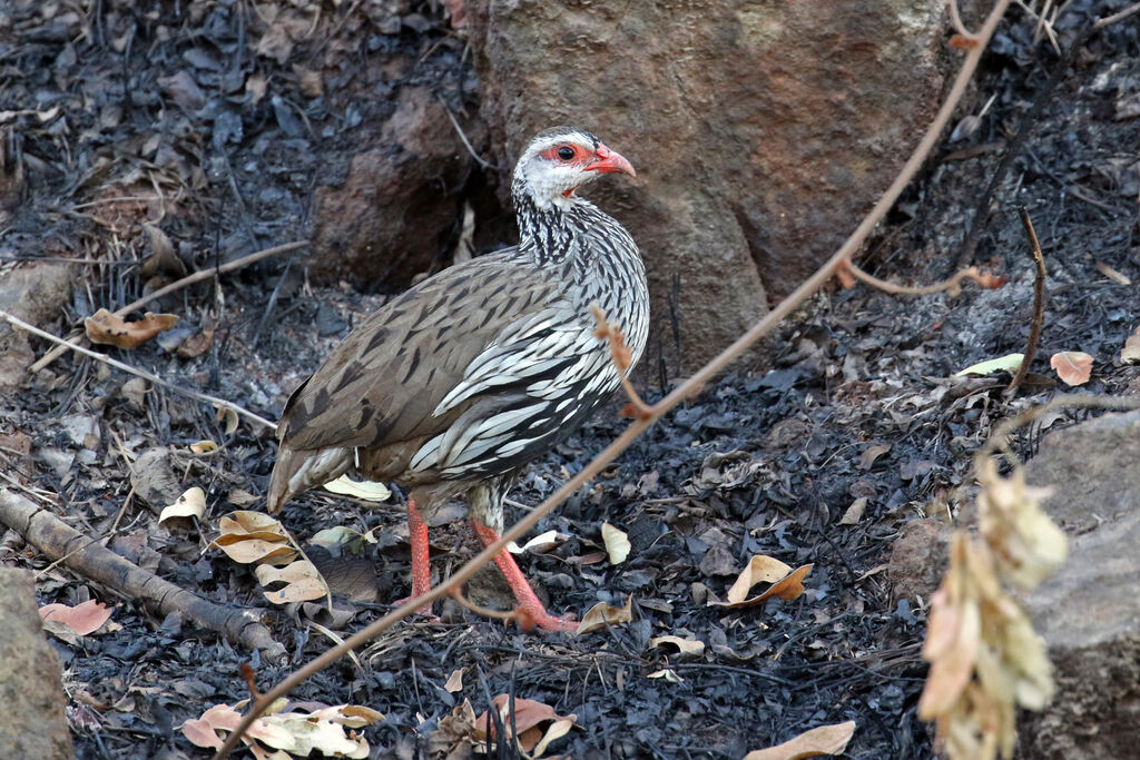 Francolin à gorge rouge