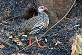 Francolin à gorge rouge